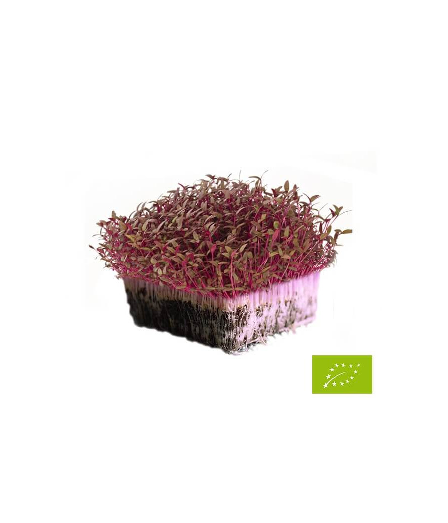 Amaranto para Micro Vegetais