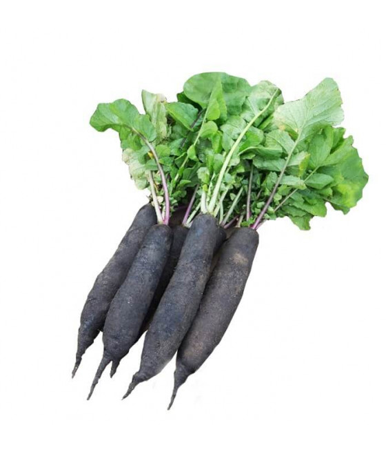 Sementes de Nabo Negro Açucarado