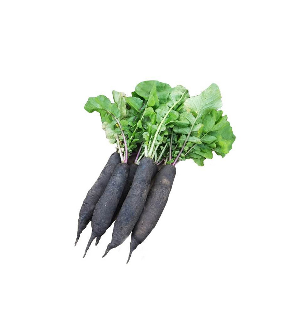 Nabo Negro Açucarado