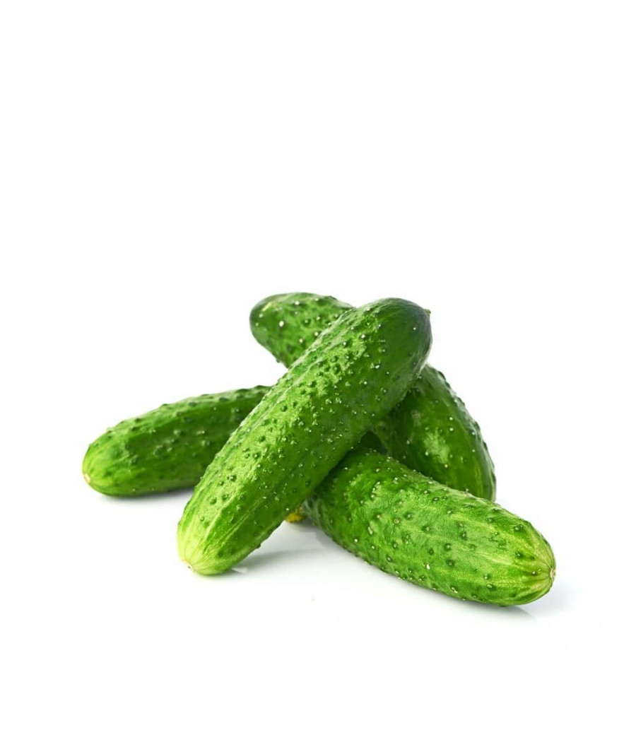 Pepino Wisconsin SMR 58