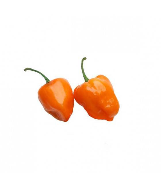 Pimenta Habanero Laranja