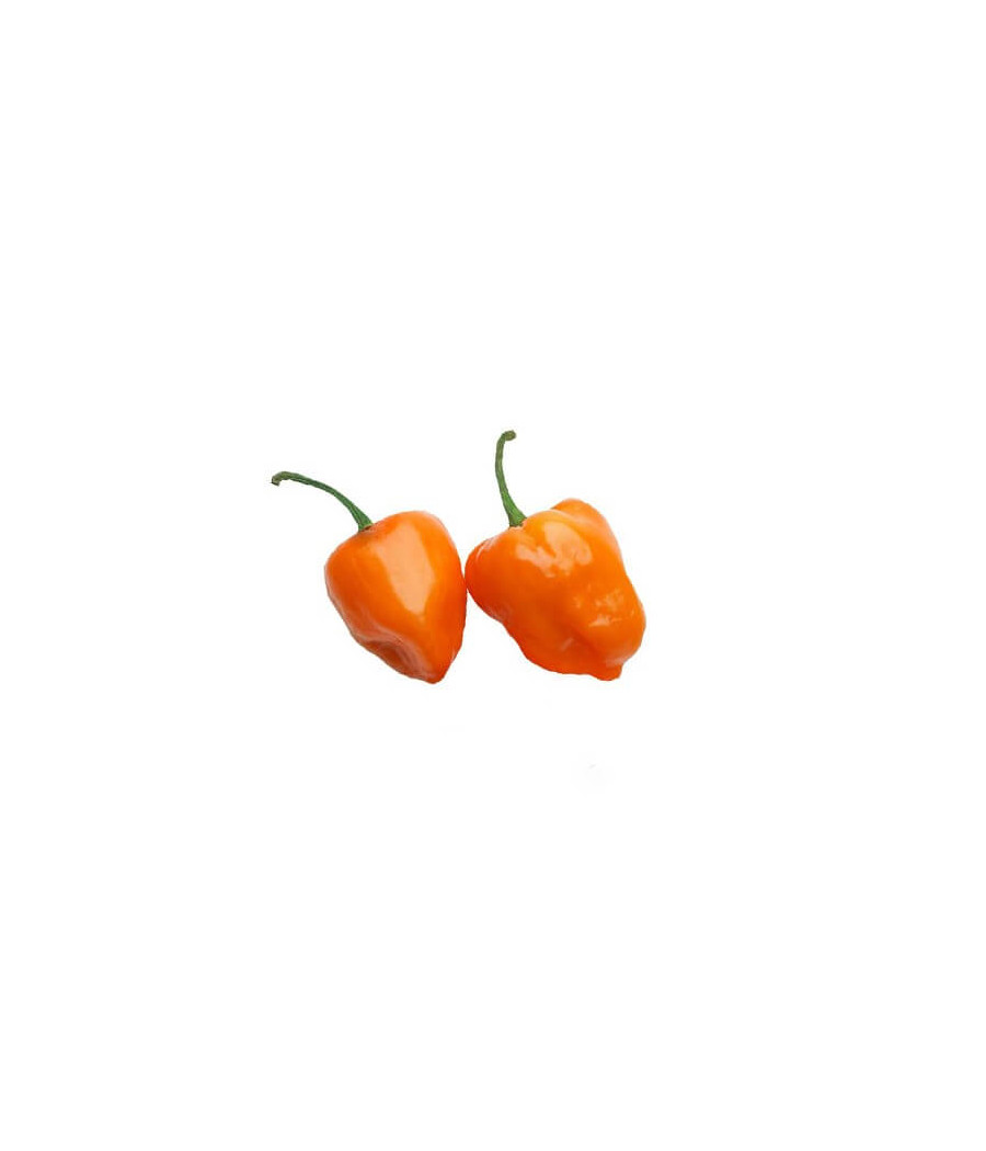 Pimenta Habanero Laranja