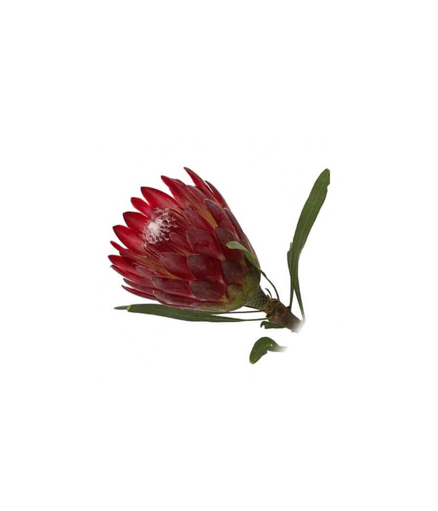 Protea Eximia