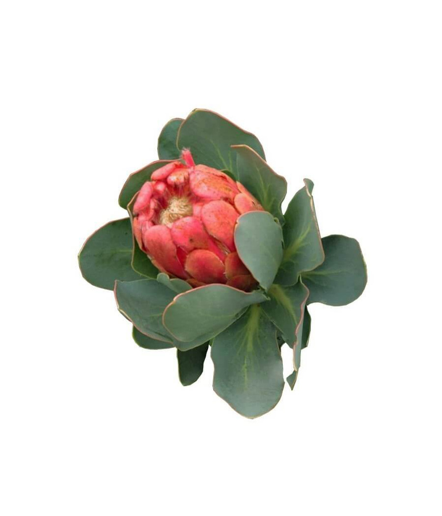 Protea Grandiceps