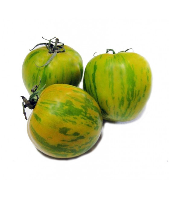 Tomate Green Zebra