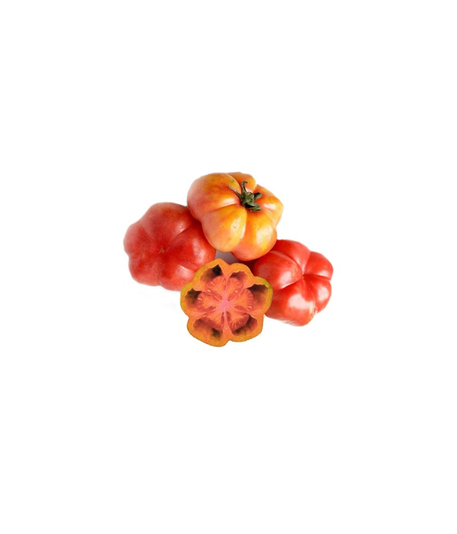 Tomate Montserrat
