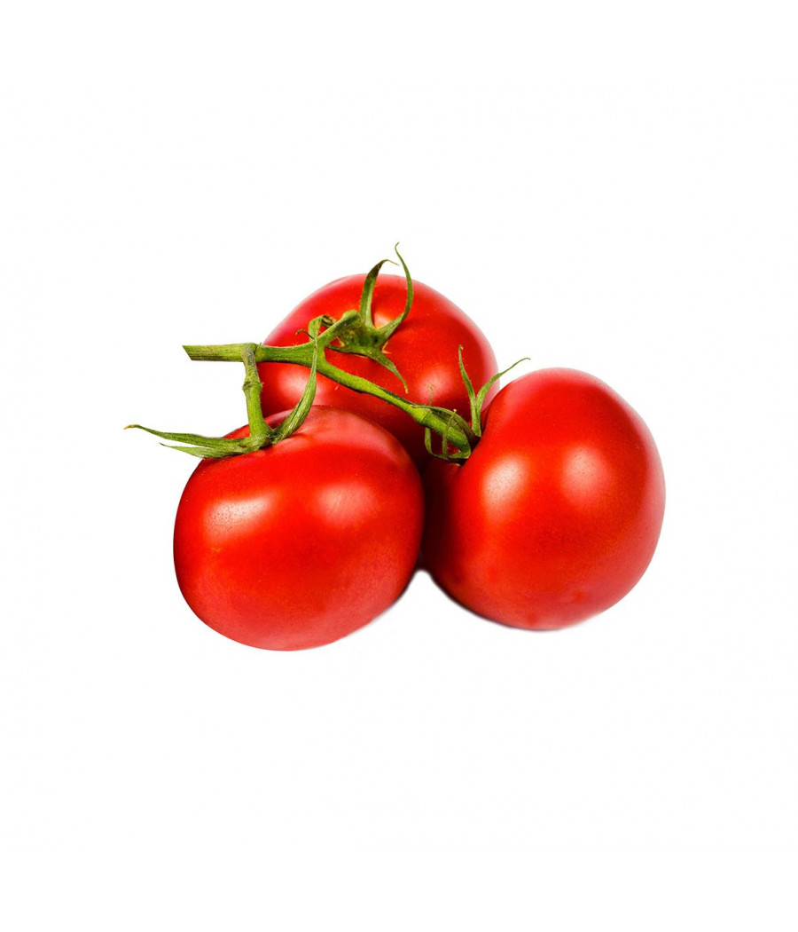 Tomate ACE 55 VF
