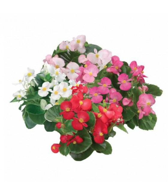 Begónia Sempre em Flor - Mix