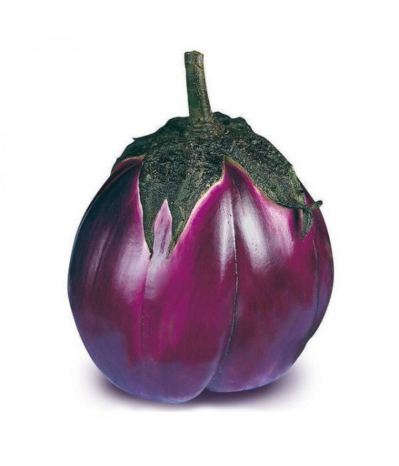 Beringela Violeta de Florença