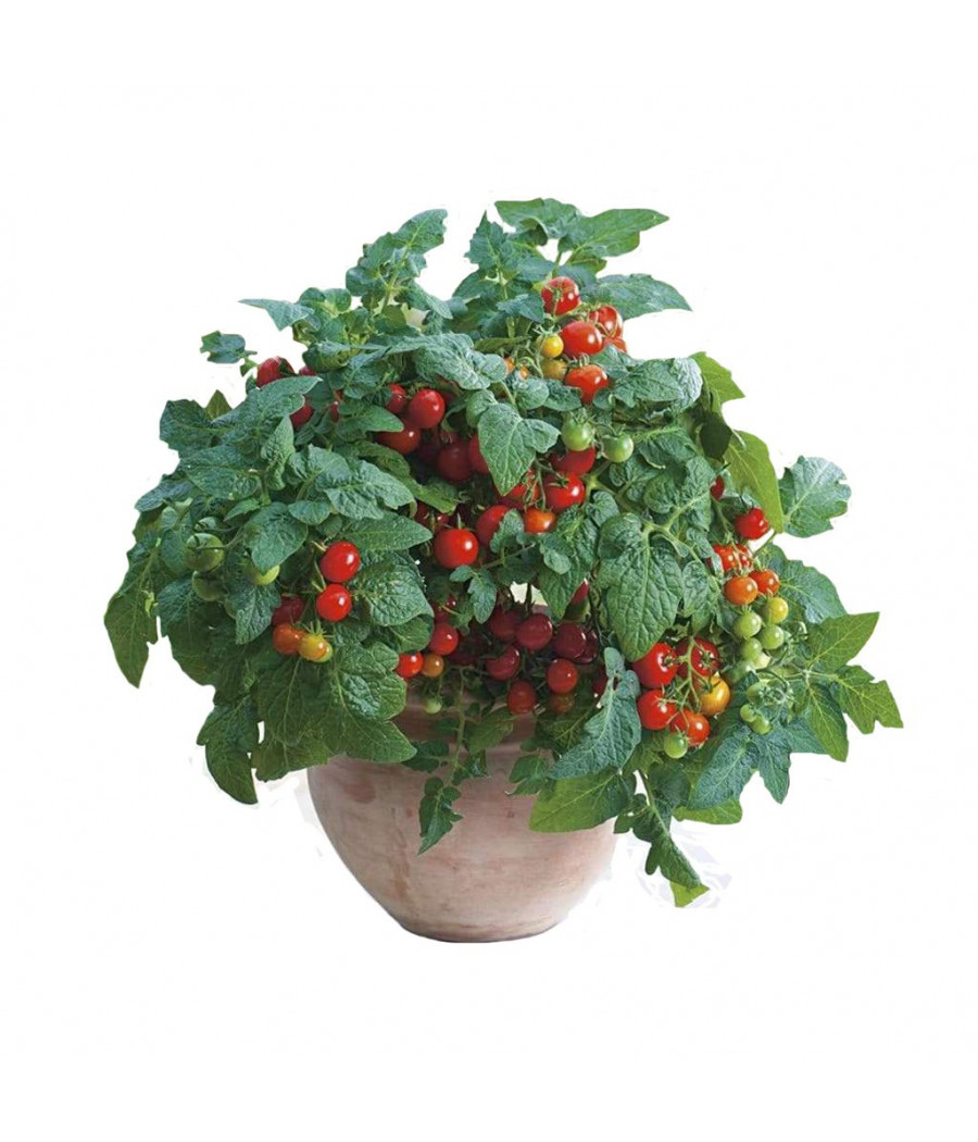 Tomate Cereja para Vasos - Minibel