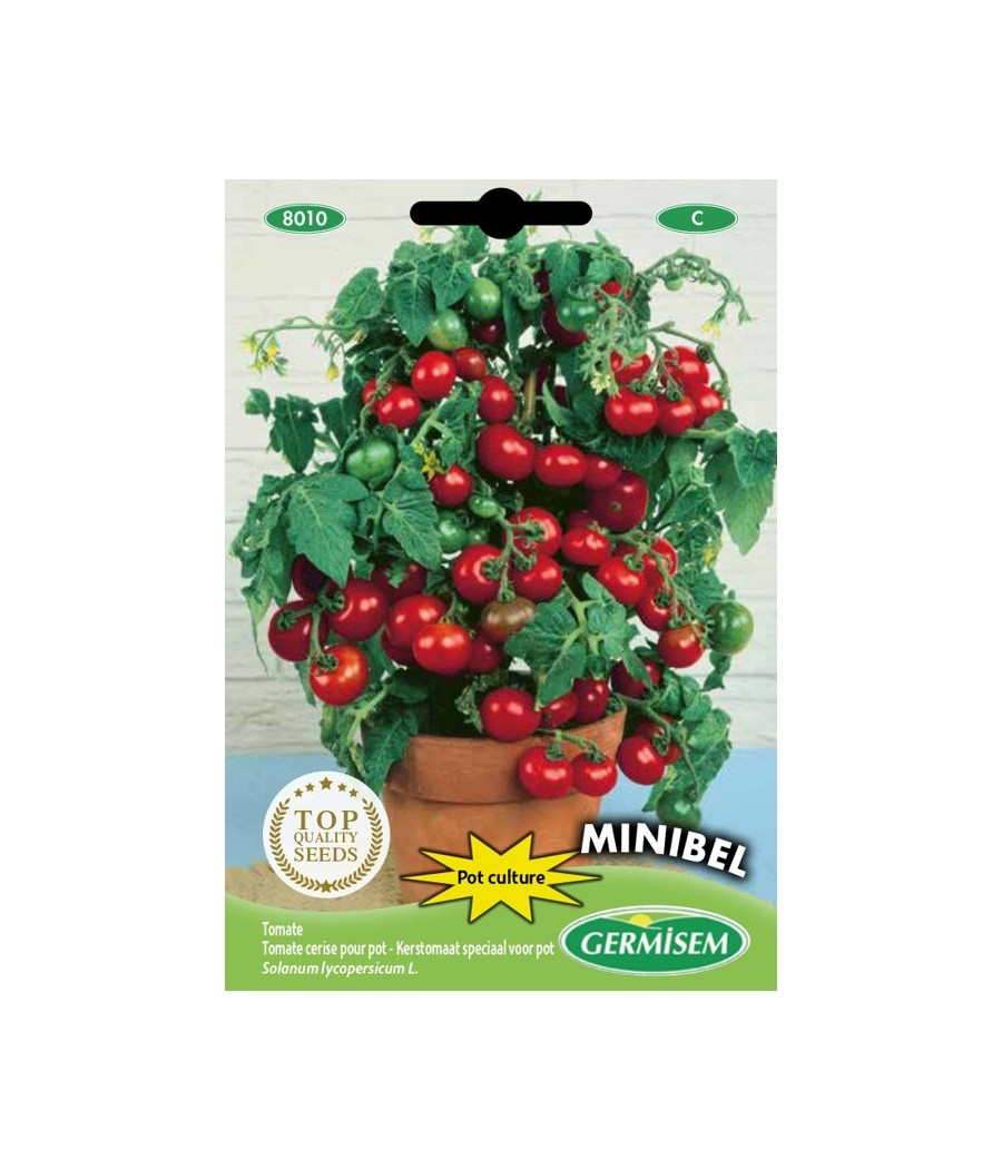 Tomate Cereja para Vasos - Minibel
