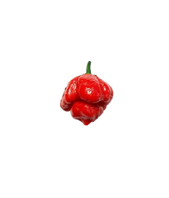 Pimenta Trinidad Scorpion