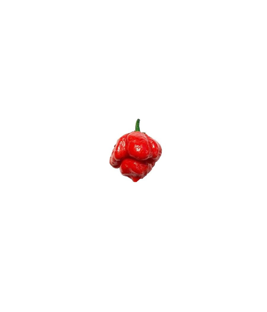 Pimenta Trinidad Scorpion