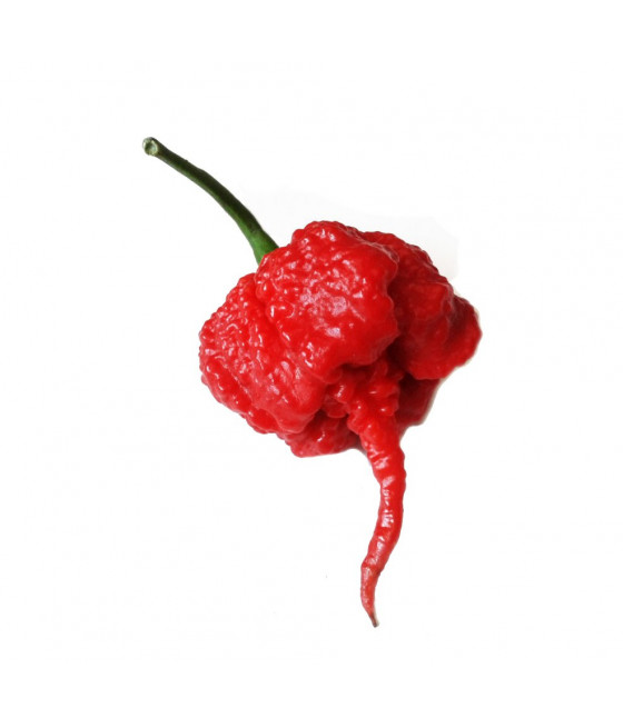 Sementes de Pimenta Carolina Reaper