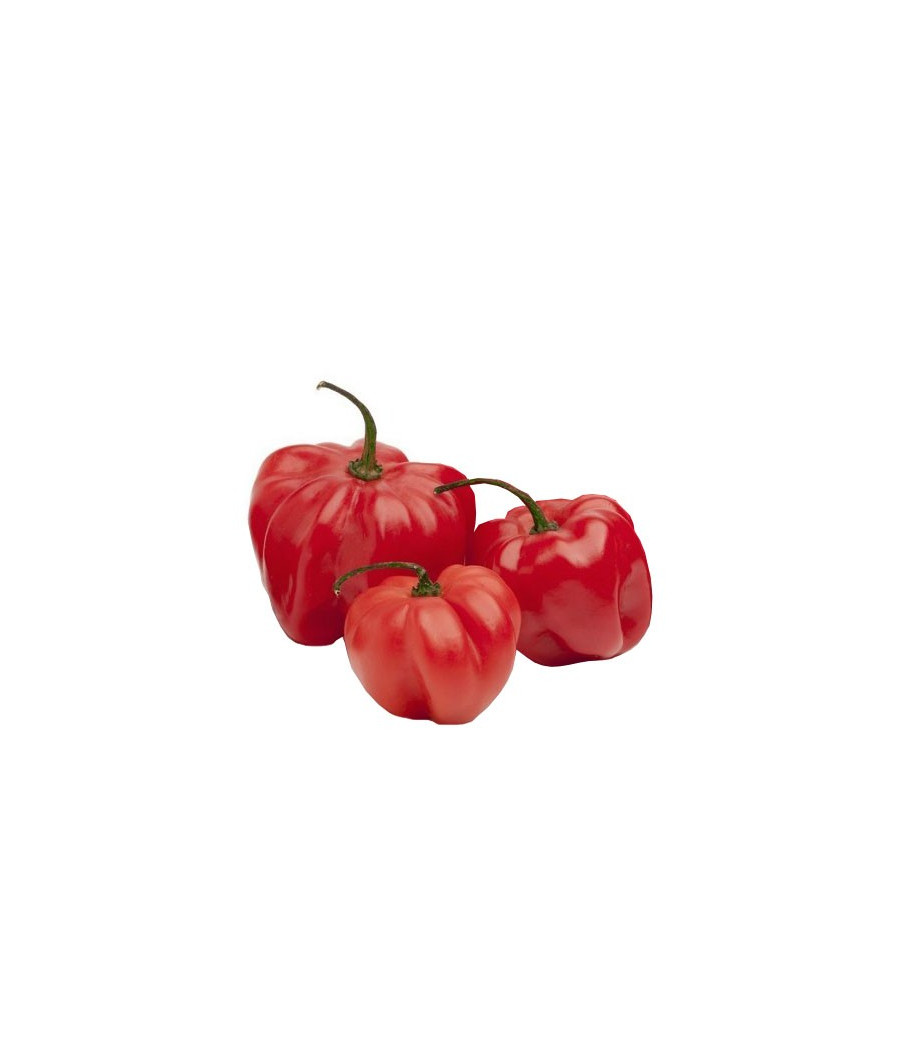 Pimenta Scotch Bonnet