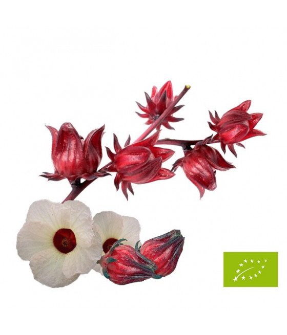 Sementes de Hibisco Flor da Jamaica - Vinagreira