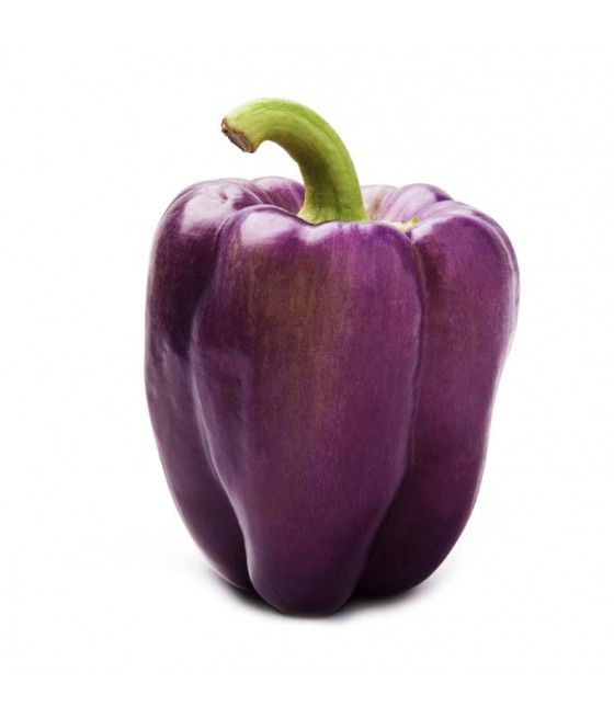 Pimento Púrpura Oda