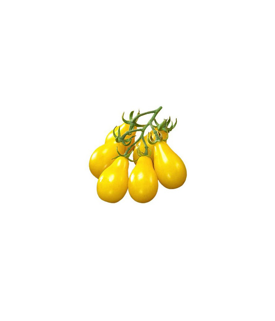 Tomate Pêra Amarelo
