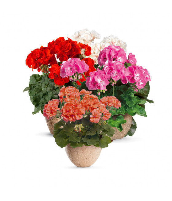 Gerânio de Flores Grandes - Mistura