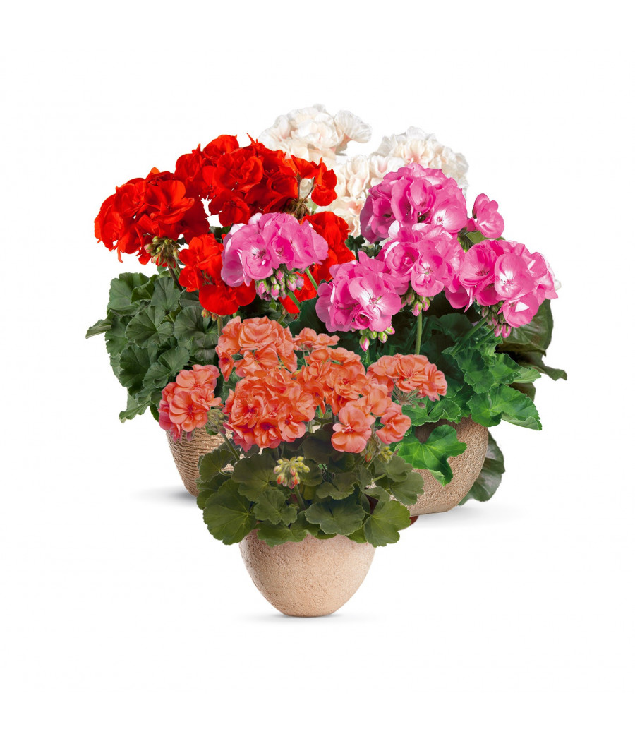 Gerânio de Flores Grandes - Mistura