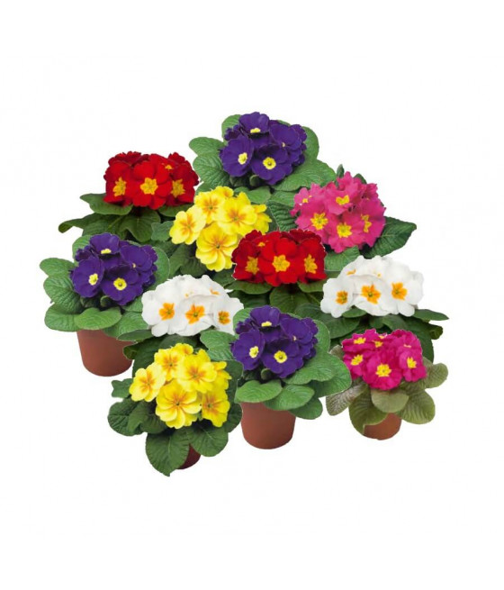 Primula Ideal Gigante - Mix