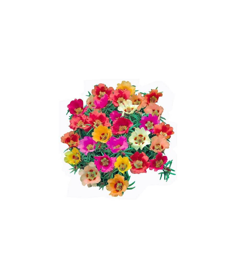 Portulaca Simples - Mix
