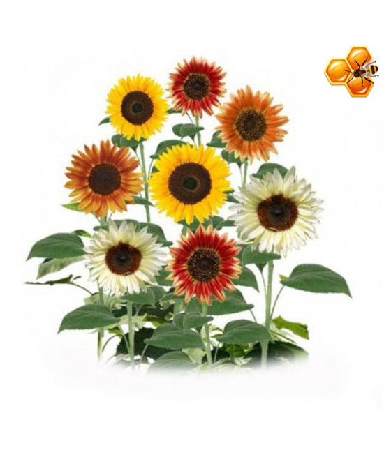 Sementes de Girassol Beleza de Outono - Mix