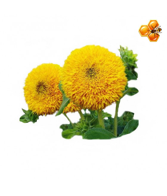 Sementes de Girassol Ornamental Dobrado