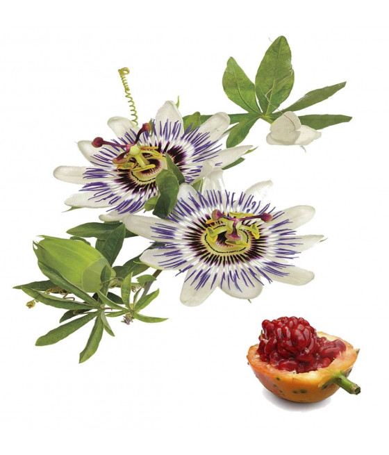 Passiflora - Trepadeira