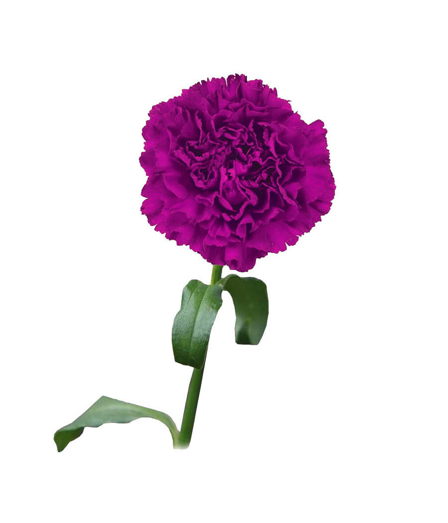 Sementes de Cravo Chabaud Violeta