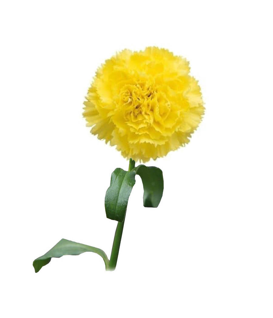 Sementes de Cravo Chabaud Amarelo