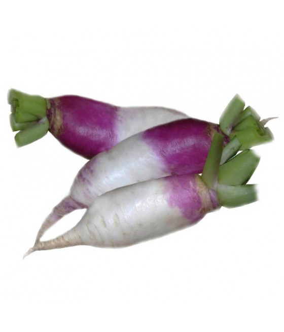 Sementes de Nabo Roxo Comprido