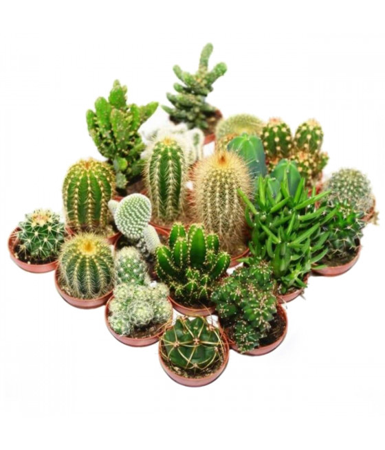 Sementes de Cactus - Mix