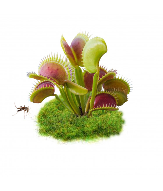 Sementes de Dionaea  - Planta Carnivora