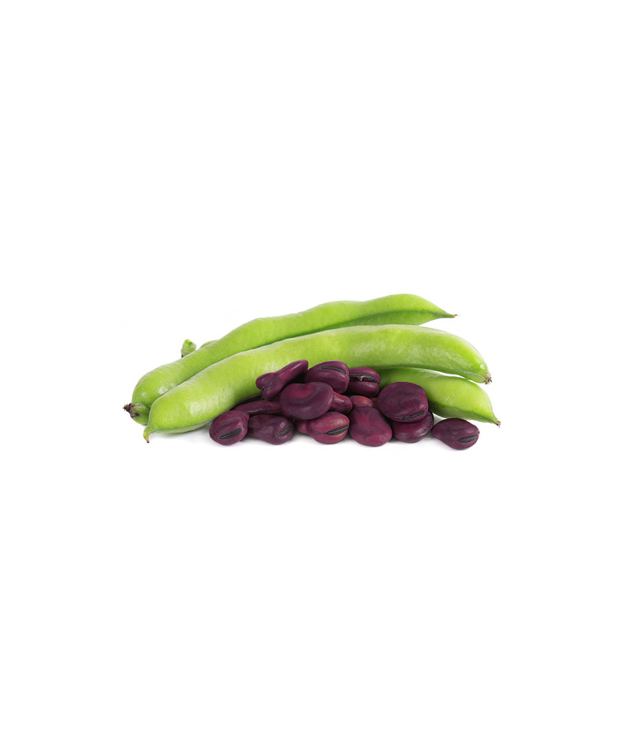 Sementes de Fava Temporã - Grão Violeta