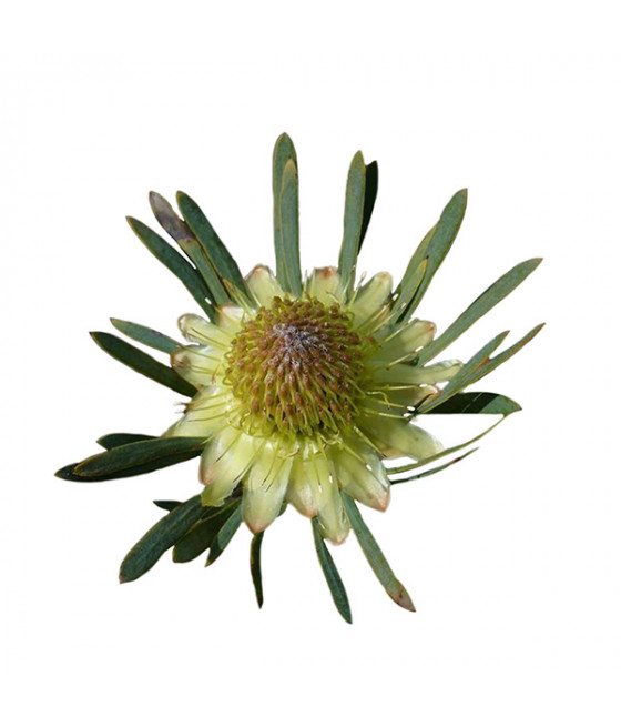 Sementes de Protea scolymocephala