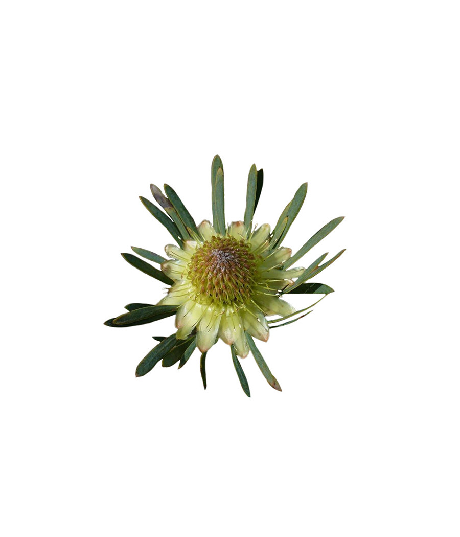 Sementes de Protea scolymocephala