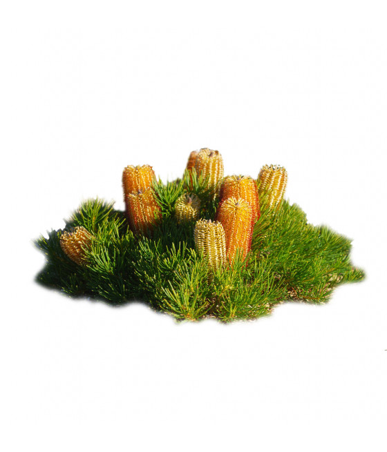 Sementes de Banksia Hairpin