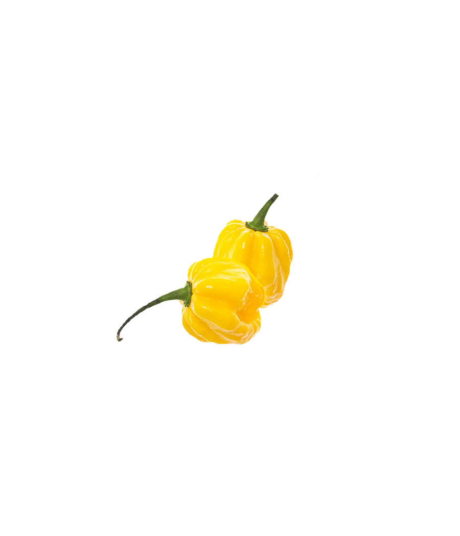 Sementes de Pimenta Habanero Limão