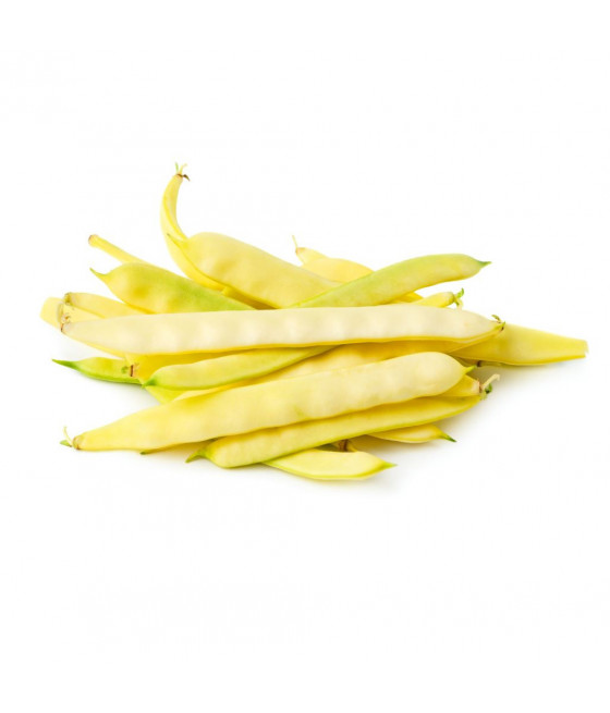 Sementes de Feijão Supernano Amarelo - Rasteiro