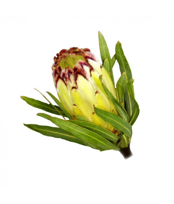 Sementes de Protea Limelight