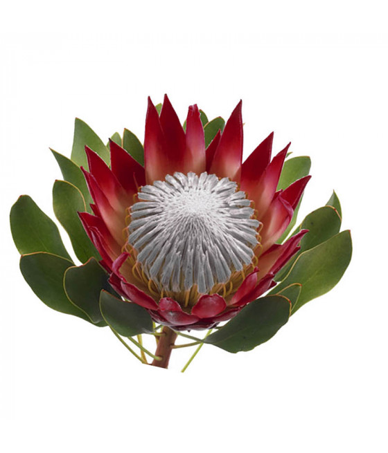 Sementes de Protea Madiba