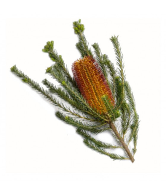 Sementes de Banksia Heath