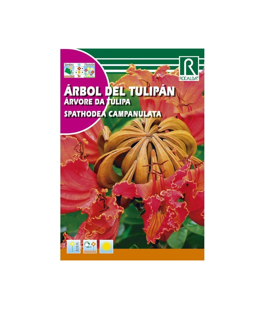 Arvore das Túlipas