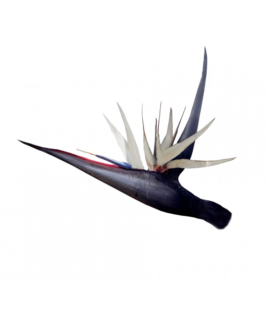 Strelitzia Branca - Alba