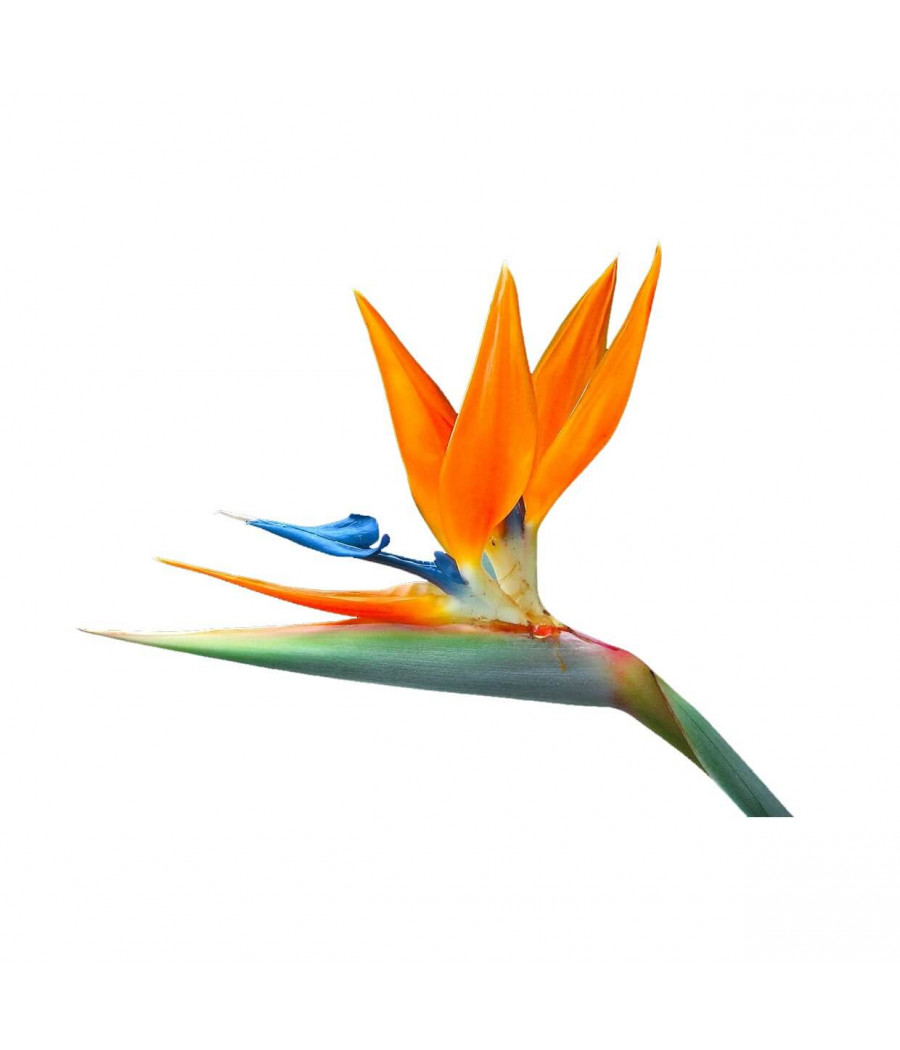 Strelitzia Reginae