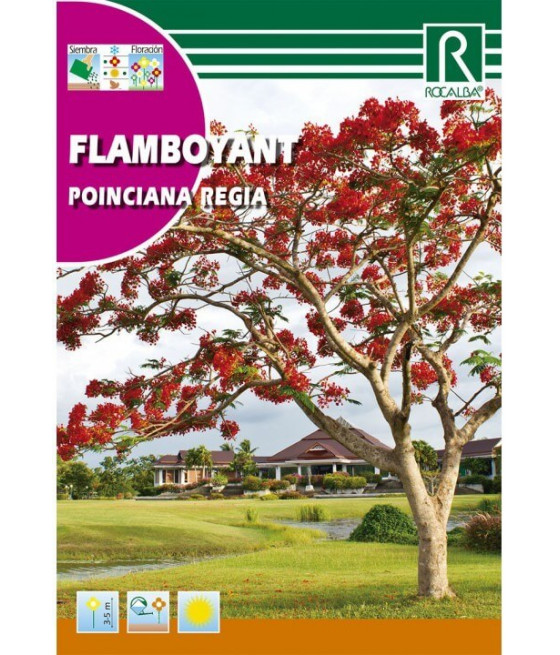 Flamboyant