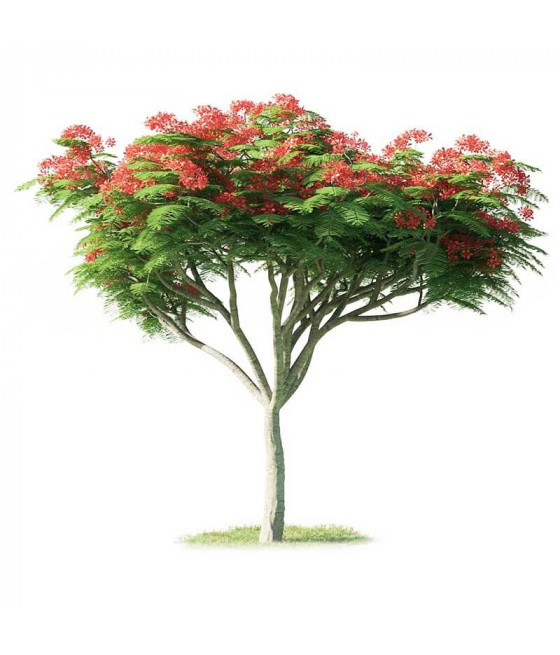 Flamboyant