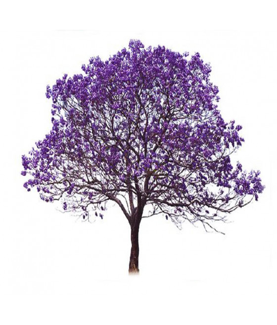 Sementes de Jacaranda