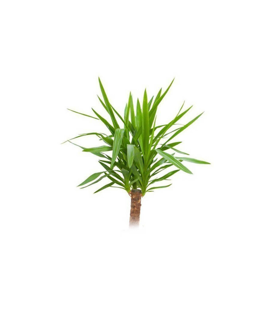 Yuca